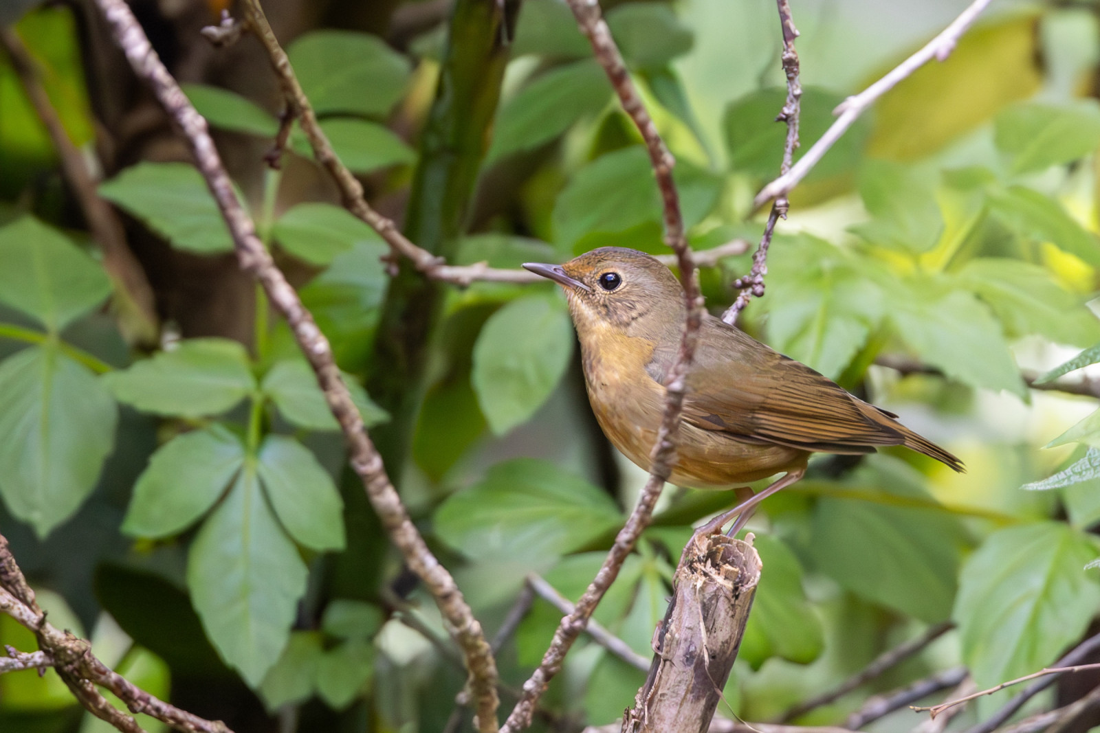 image Indian Blue Robin